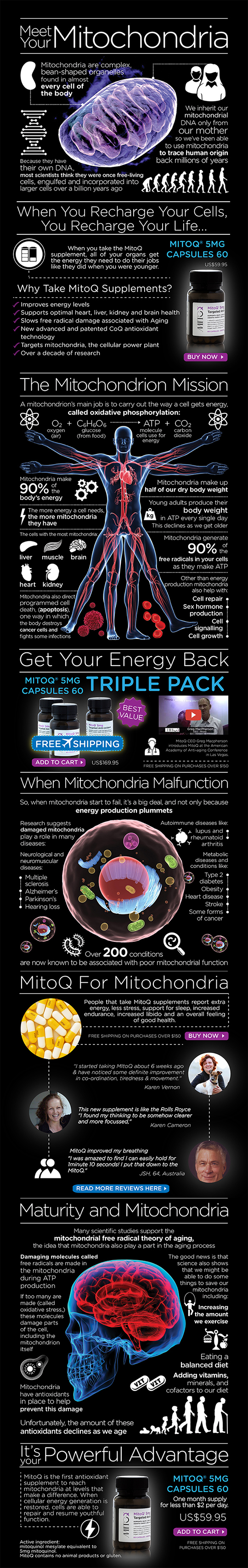 Infographic on Mitochondria
