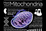 Infographic on Mitochondria