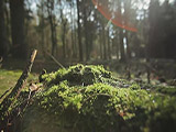63870-video-sm