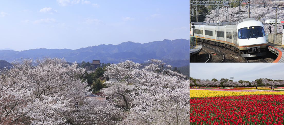 Kintetsu Railway offers special train services to view cherry blossoms in secluded areas in Japan. (Photo: Kintetsu Railway) 